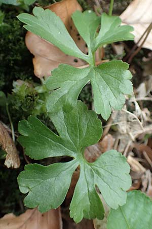 Ranunculus eifeliensis \ Eifel-Gold-Hahnenfu� / Eifel Goldilocks, D Hillesheim-Walsdorf 22.4.2017