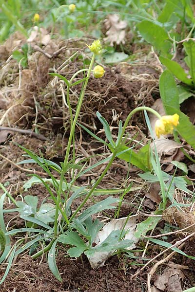 Ranunculus eifeliensis \ Eifel-Gold-Hahnenfu� / Eifel Goldilocks, D Bad M&uuml;nstereifel 22.4.2017