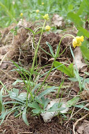 Ranunculus eifeliensis \ Eifel-Gold-Hahnenfu� / Eifel Goldilocks, D Bad M&uuml;nstereifel 22.4.2017