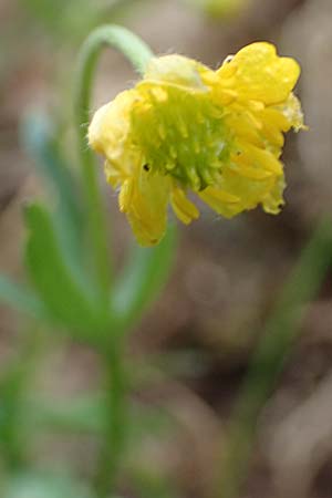 Ranunculus eifeliensis \ Eifel-Gold-Hahnenfu� / Eifel Goldilocks, D Bad M&uuml;nstereifel 22.4.2017