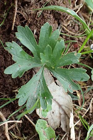Ranunculus eifeliensis \ Eifel-Gold-Hahnenfu� / Eifel Goldilocks, D Bad M&uuml;nstereifel 22.4.2017