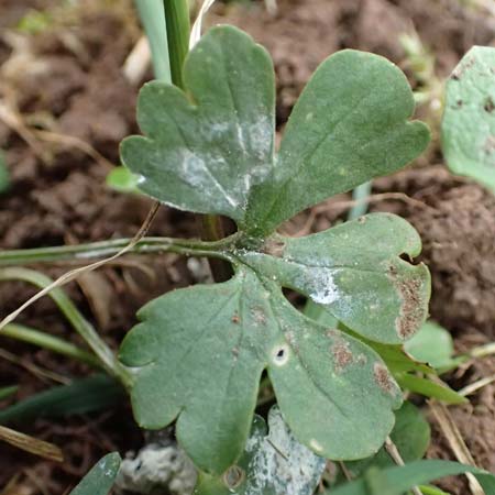 Ranunculus eifeliensis \ Eifel-Gold-Hahnenfu� / Eifel Goldilocks, D Bad M&uuml;nstereifel 22.4.2017
