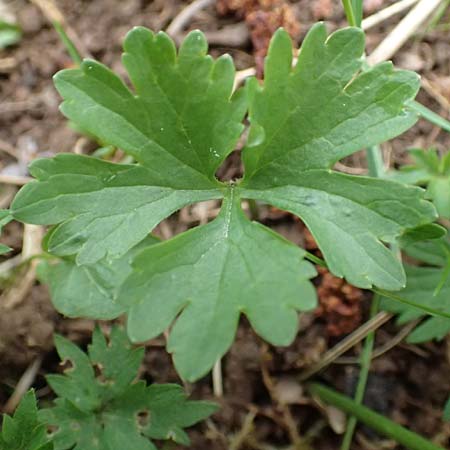 Ranunculus eifeliensis \ Eifel-Gold-Hahnenfu� / Eifel Goldilocks, D Bad M&uuml;nstereifel 22.4.2017