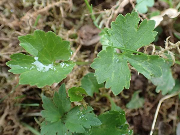 Ranunculus eifeliensis \ Eifel-Gold-Hahnenfu� / Eifel Goldilocks, D Bad M&uuml;nstereifel 22.4.2017