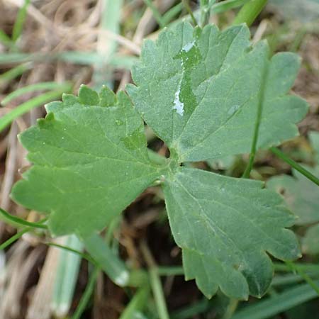 Ranunculus eifeliensis \ Eifel-Gold-Hahnenfu� / Eifel Goldilocks, D Bad M&uuml;nstereifel 22.4.2017