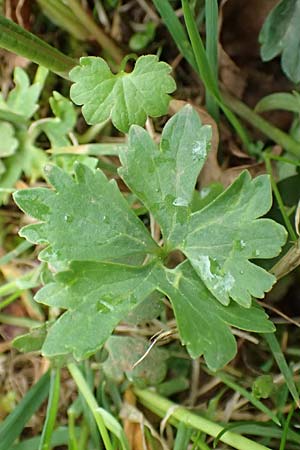 Ranunculus eifeliensis \ Eifel-Gold-Hahnenfu� / Eifel Goldilocks, D Bad M&uuml;nstereifel 22.4.2017