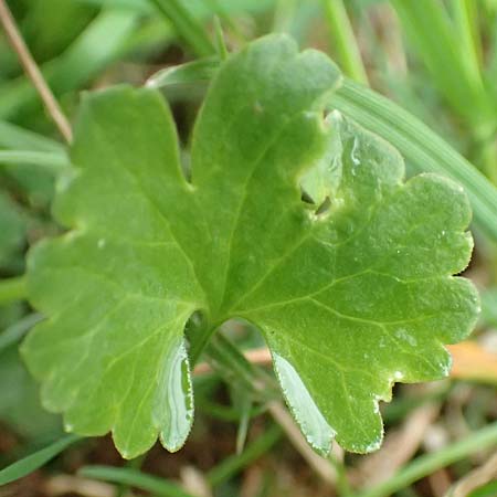 Ranunculus eifeliensis \ Eifel-Gold-Hahnenfu� / Eifel Goldilocks, D Bad M&uuml;nstereifel 22.4.2017
