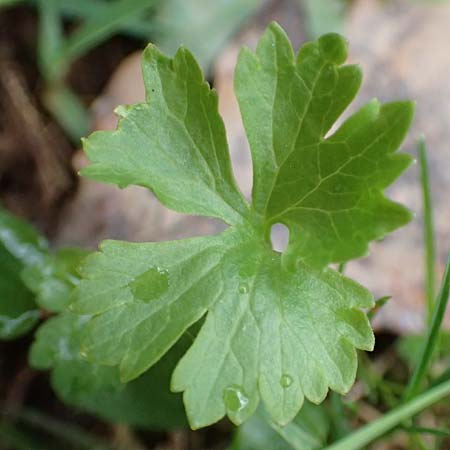Ranunculus eifeliensis \ Eifel-Gold-Hahnenfu� / Eifel Goldilocks, D Bad M&uuml;nstereifel 22.4.2017