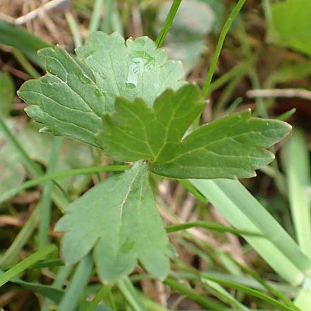 Ranunculus eifeliensis \ Eifel-Gold-Hahnenfu� / Eifel Goldilocks, D Bad M&uuml;nstereifel 22.4.2017