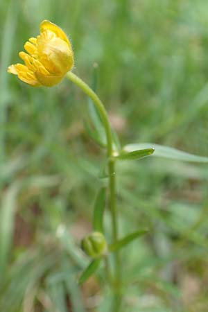 Ranunculus eifeliensis \ Eifel-Gold-Hahnenfu� / Eifel Goldilocks, D Bad M&uuml;nstereifel 22.4.2017