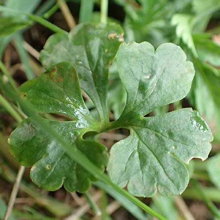Ranunculus eifeliensis \ Eifel-Gold-Hahnenfu� / Eifel Goldilocks, D Bad M&uuml;nstereifel 22.4.2017
