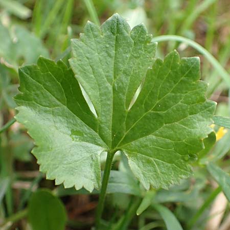 Ranunculus eifeliensis \ Eifel-Gold-Hahnenfu� / Eifel Goldilocks, D Bad M&uuml;nstereifel 22.4.2017