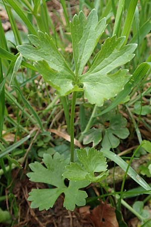 Ranunculus eifeliensis \ Eifel-Gold-Hahnenfu� / Eifel Goldilocks, D Bad M&uuml;nstereifel 22.4.2017