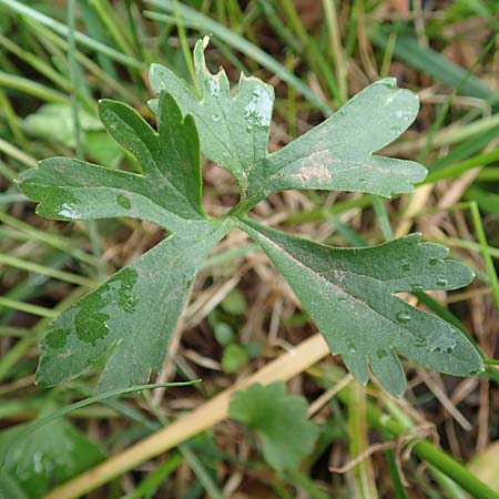 Ranunculus eifeliensis \ Eifel-Gold-Hahnenfu� / Eifel Goldilocks, D Bad M&uuml;nstereifel 22.4.2017