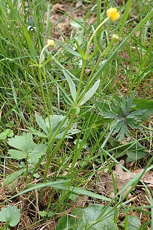 Ranunculus eifeliensis \ Eifel-Gold-Hahnenfu� / Eifel Goldilocks, D Bad M&uuml;nstereifel 22.4.2017