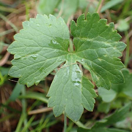 Ranunculus eifeliensis \ Eifel-Gold-Hahnenfu� / Eifel Goldilocks, D Bad M&uuml;nstereifel 22.4.2017