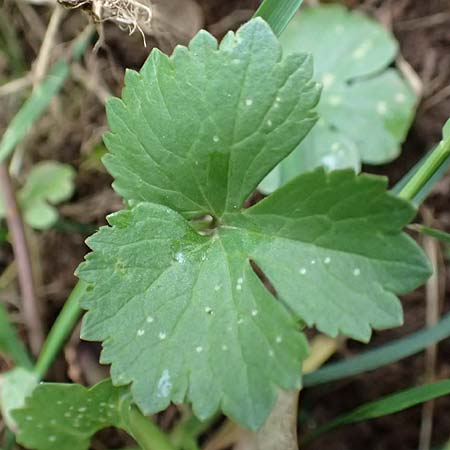 Ranunculus eifeliensis \ Eifel-Gold-Hahnenfu� / Eifel Goldilocks, D Bad M&uuml;nstereifel 22.4.2017