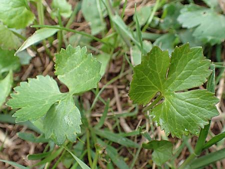 Ranunculus eifeliensis \ Eifel-Gold-Hahnenfu� / Eifel Goldilocks, D Bad M&uuml;nstereifel 22.4.2017