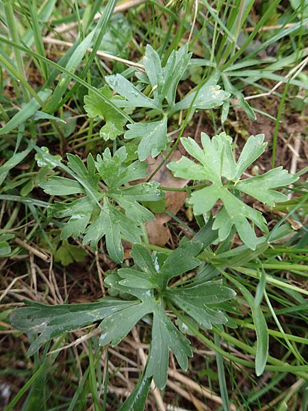 Ranunculus eifeliensis \ Eifel-Gold-Hahnenfu� / Eifel Goldilocks, D Bad M&uuml;nstereifel 22.4.2017