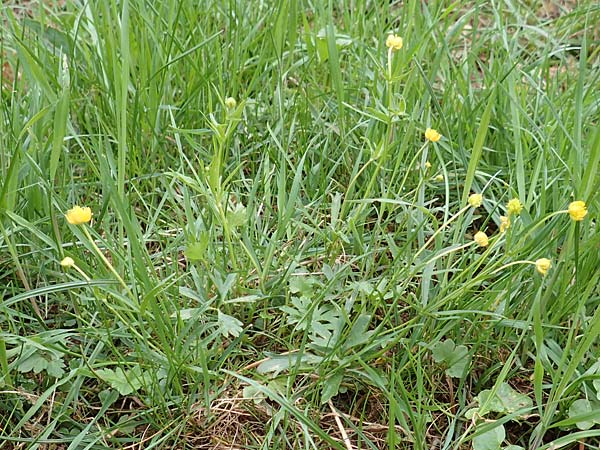 Ranunculus eifeliensis \ Eifel-Gold-Hahnenfu� / Eifel Goldilocks, D Bad M&uuml;nstereifel 22.4.2017