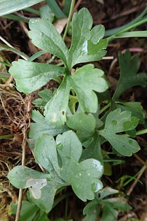Ranunculus eifeliensis \ Eifel-Gold-Hahnenfu� / Eifel Goldilocks, D Bad M&uuml;nstereifel 22.4.2017