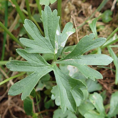 Ranunculus eifeliensis \ Eifel-Gold-Hahnenfu� / Eifel Goldilocks, D Bad M&uuml;nstereifel 22.4.2017