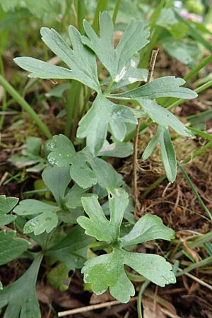Ranunculus eifeliensis \ Eifel-Gold-Hahnenfu� / Eifel Goldilocks, D Bad M&uuml;nstereifel 22.4.2017