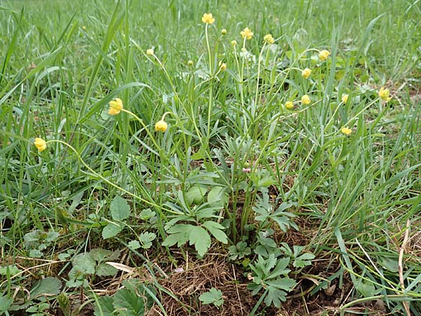 Ranunculus eifeliensis \ Eifel-Gold-Hahnenfu� / Eifel Goldilocks, D Bad M&uuml;nstereifel 22.4.2017