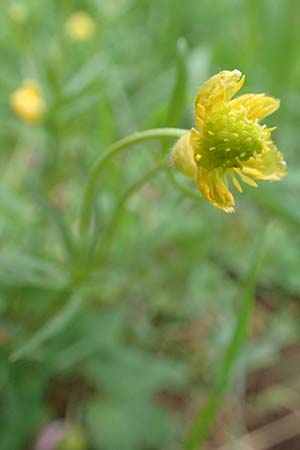 Ranunculus eifeliensis \ Eifel-Gold-Hahnenfu� / Eifel Goldilocks, D Bad M&uuml;nstereifel 22.4.2017