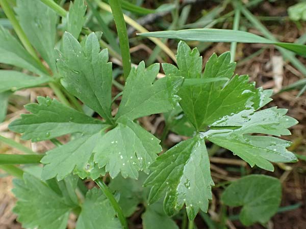 Ranunculus eifeliensis \ Eifel-Gold-Hahnenfu� / Eifel Goldilocks, D Bad M&uuml;nstereifel 22.4.2017