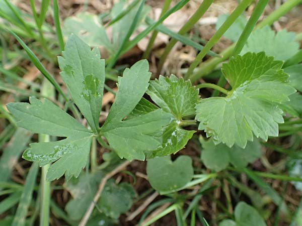 Ranunculus eifeliensis \ Eifel-Gold-Hahnenfu� / Eifel Goldilocks, D Bad M&uuml;nstereifel 22.4.2017