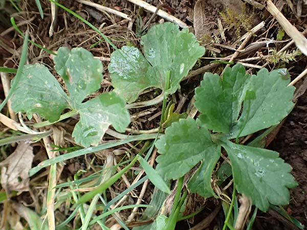 Ranunculus eifeliensis \ Eifel-Gold-Hahnenfu� / Eifel Goldilocks, D Bad M&uuml;nstereifel 22.4.2017