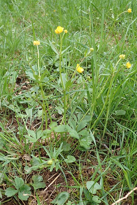 Ranunculus eifeliensis \ Eifel-Gold-Hahnenfu� / Eifel Goldilocks, D Bad M&uuml;nstereifel 22.4.2017