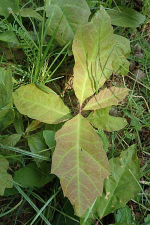 Quercus rubra \ Rot-Eiche / Northern Red Oak, D &Uuml;bach-Palenberg 23.5.2018