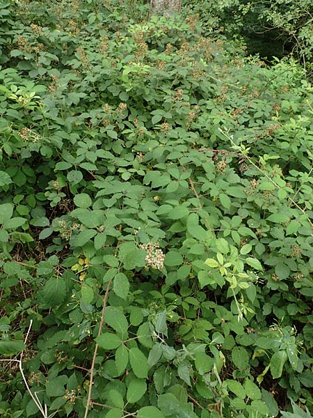 Rubus eifeliensis \ Eifel-Brombeere / Eifel Bramble, D Odenwald, F&uuml;rth 5.7.2018