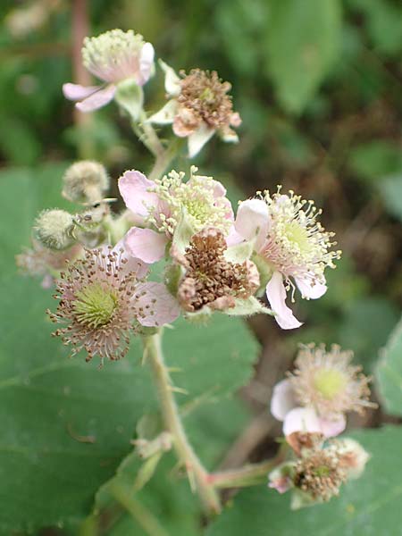 Rubus eifeliensis \ Eifel-Brombeere / Eifel Bramble, D Odenwald, F&uuml;rth 5.7.2018