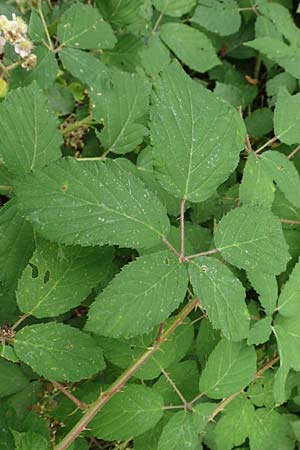 Rubus eifeliensis \ Eifel-Brombeere / Eifel Bramble, D Odenwald, F&uuml;rth 5.7.2018