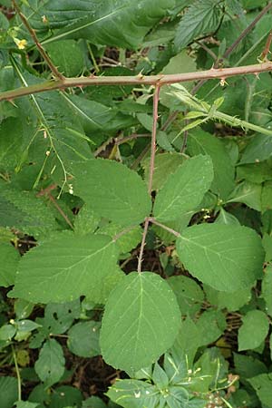 Rubus eifeliensis \ Eifel-Brombeere / Eifel Bramble, D Odenwald, F&uuml;rth 5.7.2018