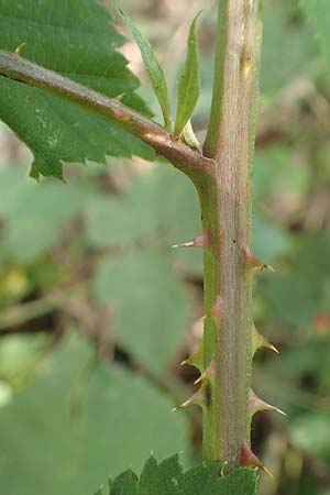 Rubus specD ? \ Brombeere / Bramble, D Herne 27.7.2019