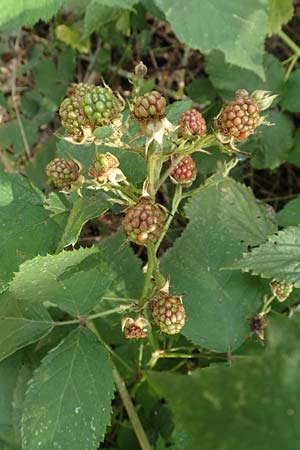 Rubus specD ? \ Brombeere / Bramble, D Herne 27.7.2019