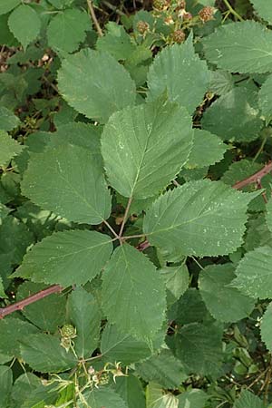 Rubus specD ? \ Brombeere / Bramble, D Herne 27.7.2019