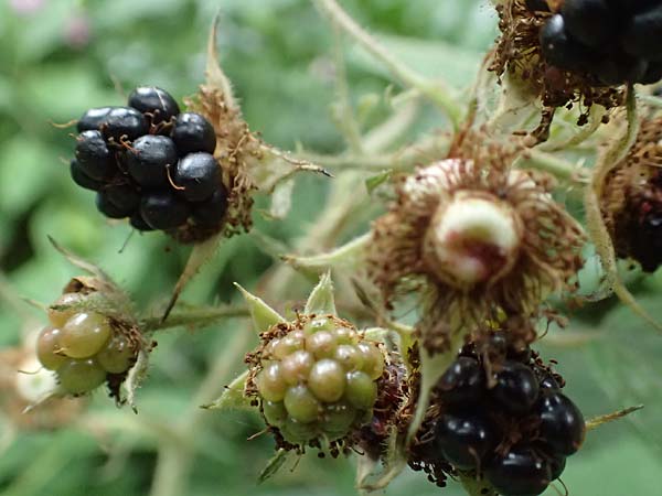 Rubus spec6 ? \ Haselblatt-Brombeere / Bramble, D Herne 27.7.2019