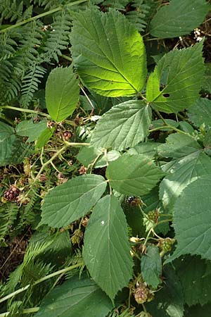 Rubus elegans \ Vielschw&auml;nzige Brombeere / Elegant Bramble, D Bad Orb 4.8.2019