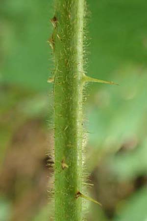 Rubus elegans \ Vielschw&auml;nzige Brombeere / Elegant Bramble, D Bad Orb 4.8.2019