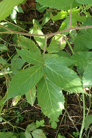 Rubus elegans \ Vielschw&auml;nzige Brombeere / Elegant Bramble, D Bad Orb 4.8.2019