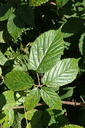 Rubus elegans \ Vielschw&auml;nzige Brombeere / Elegant Bramble, D Bad Orb 4.8.2019