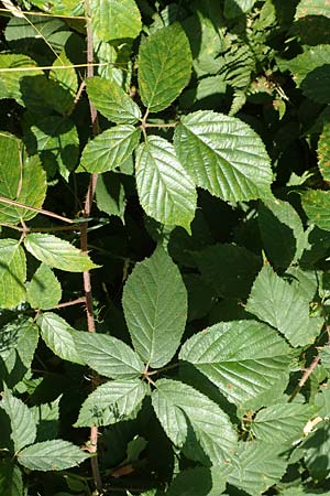 Rubus elegans \ Vielschw&auml;nzige Brombeere / Elegant Bramble, D Bad Orb 4.8.2019