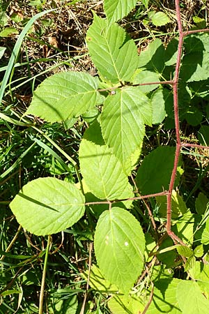 Rubus elegans \ Vielschw&auml;nzige Brombeere / Elegant Bramble, D Bad Orb 4.8.2019