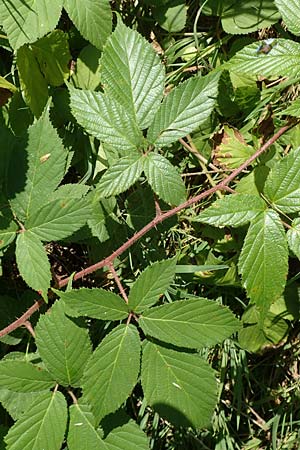 Rubus elegans \ Vielschw&auml;nzige Brombeere / Elegant Bramble, D Bad Orb 4.8.2019