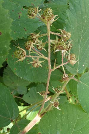 Rubus elegans \ Vielschw&auml;nzige Brombeere / Elegant Bramble, D Bad Orb 4.8.2019